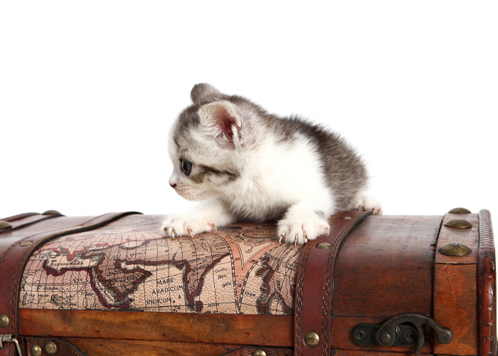 브리티쉬숏헤어 분양합니다