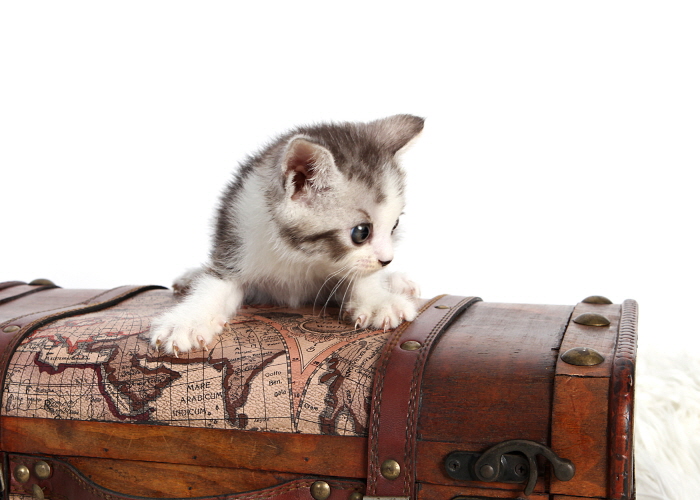 브리티쉬숏헤어 분양합니다