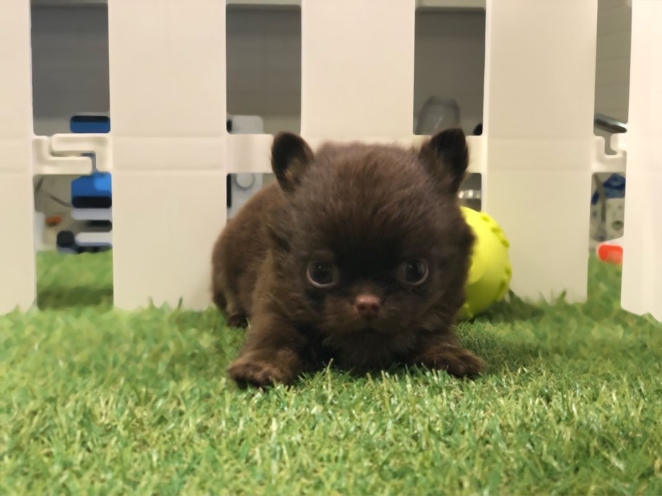 치와와 분양합니다