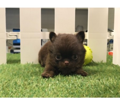 치와와 분양합니다