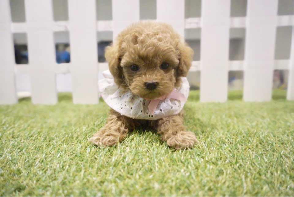 토이푸들 분양합니다