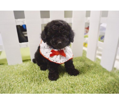 토이푸들 분양합니다