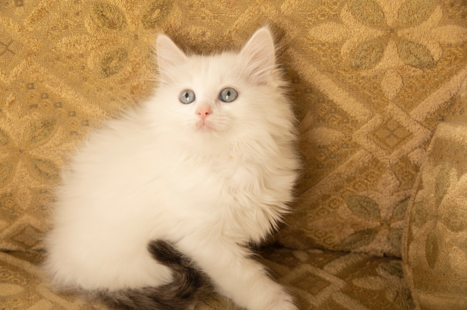 렉돌 분양합니다