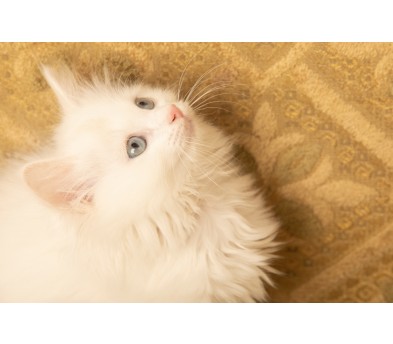 렉돌 분양합니다