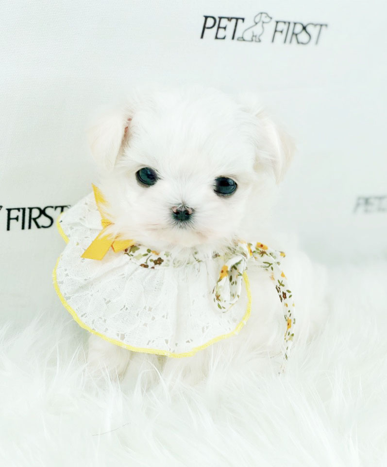 말티즈 분양합니다