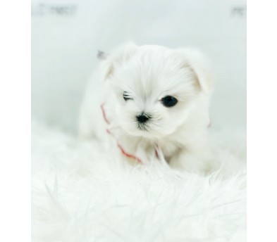 말티즈 분양합니다