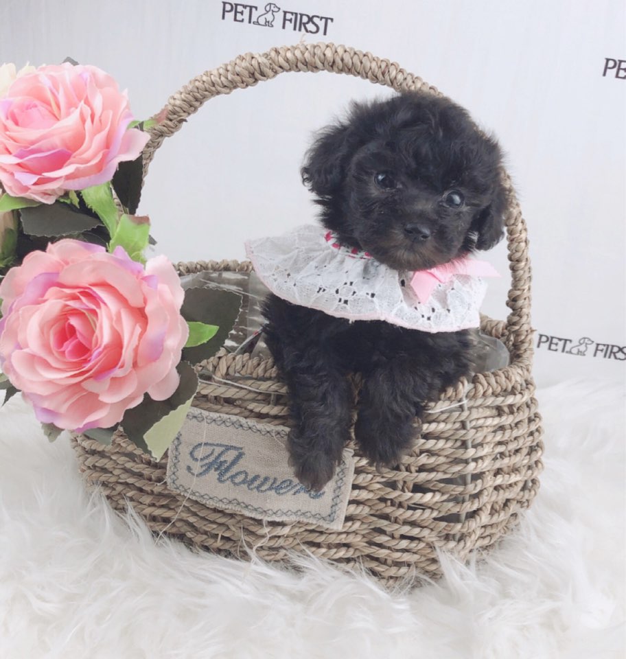 토이푸들 분양합니다