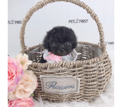 토이푸들 분양합니다