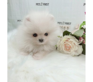 포메라니안 분양합니다