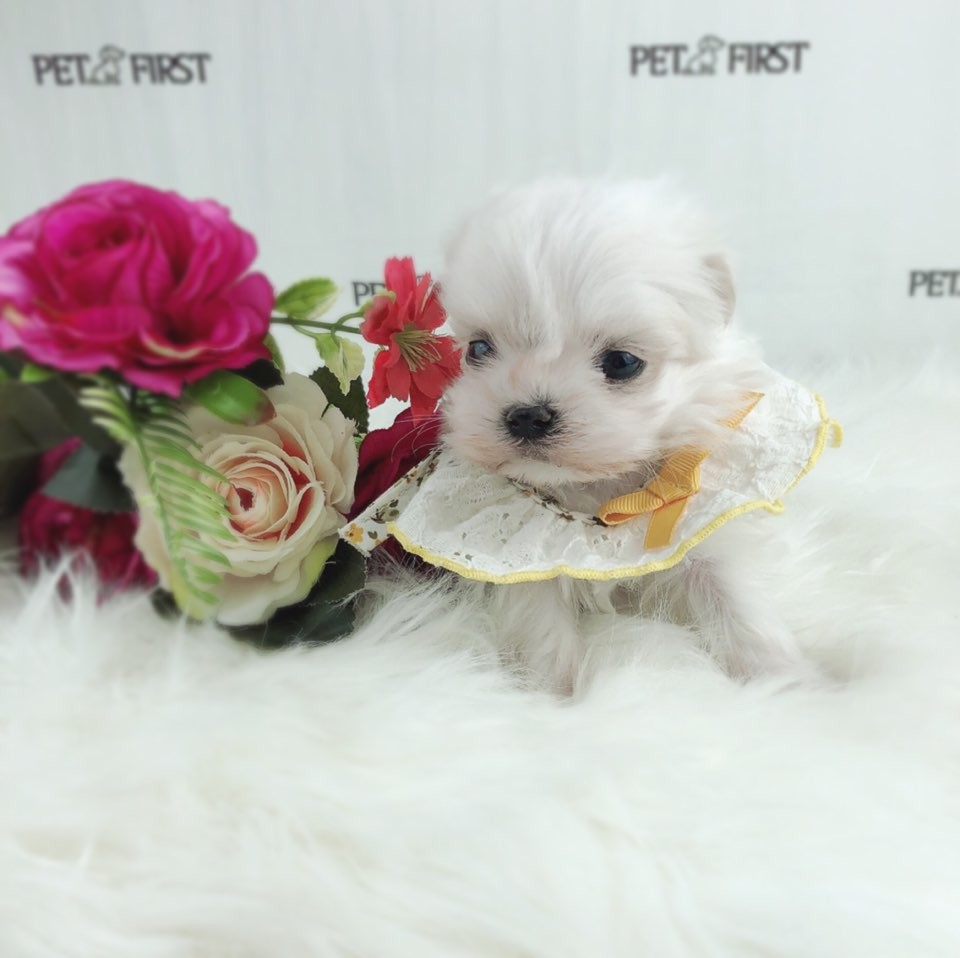 말티즈 분양합니다