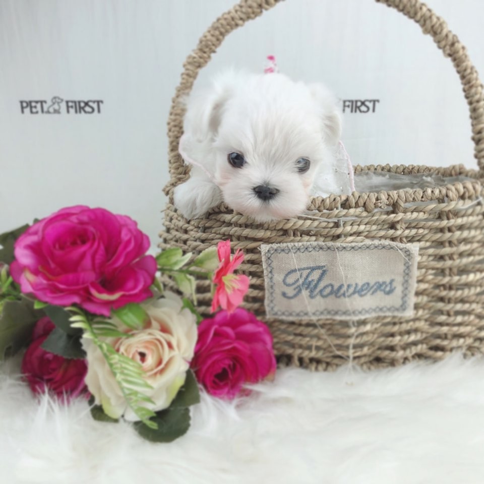 말티즈 분양합니다