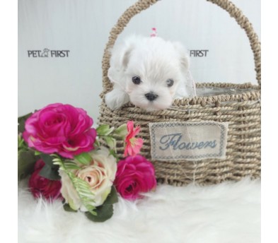 말티즈 분양합니다