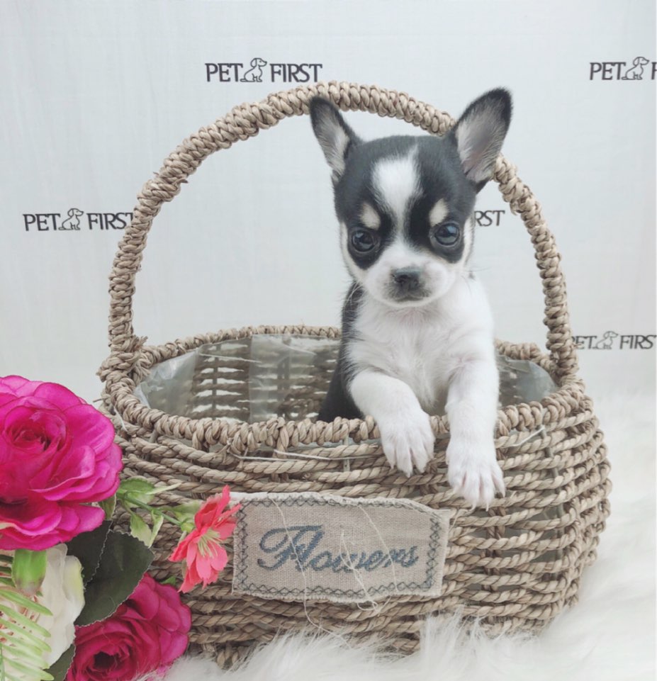 치와와 분양합니다