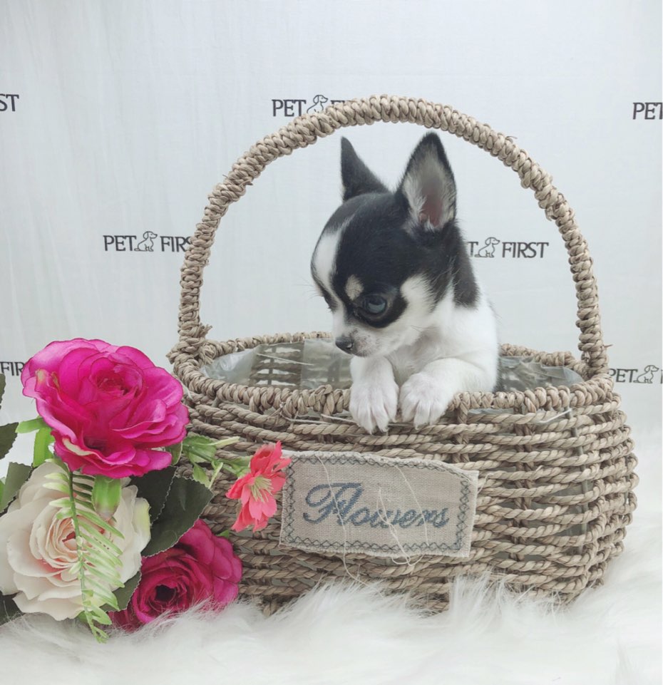 치와와 분양합니다