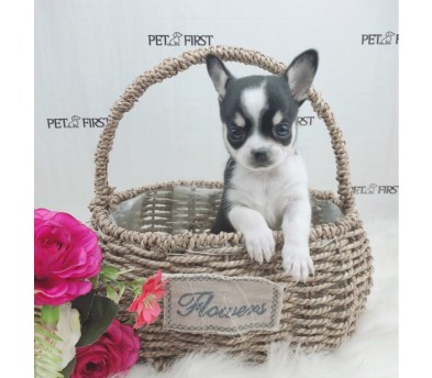 치와와 분양합니다