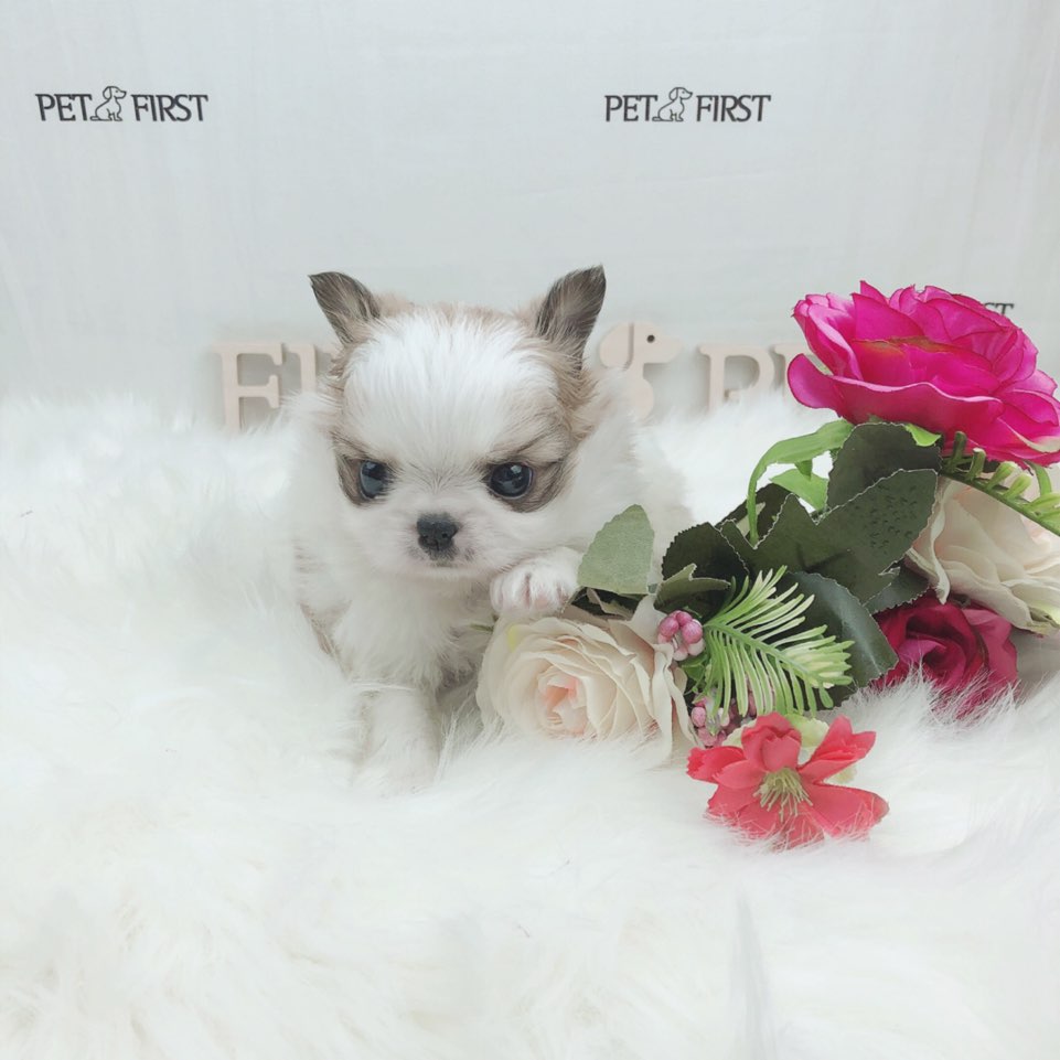 치와와 분양합니다