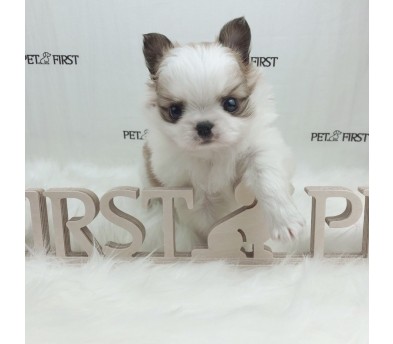 치와와 분양합니다