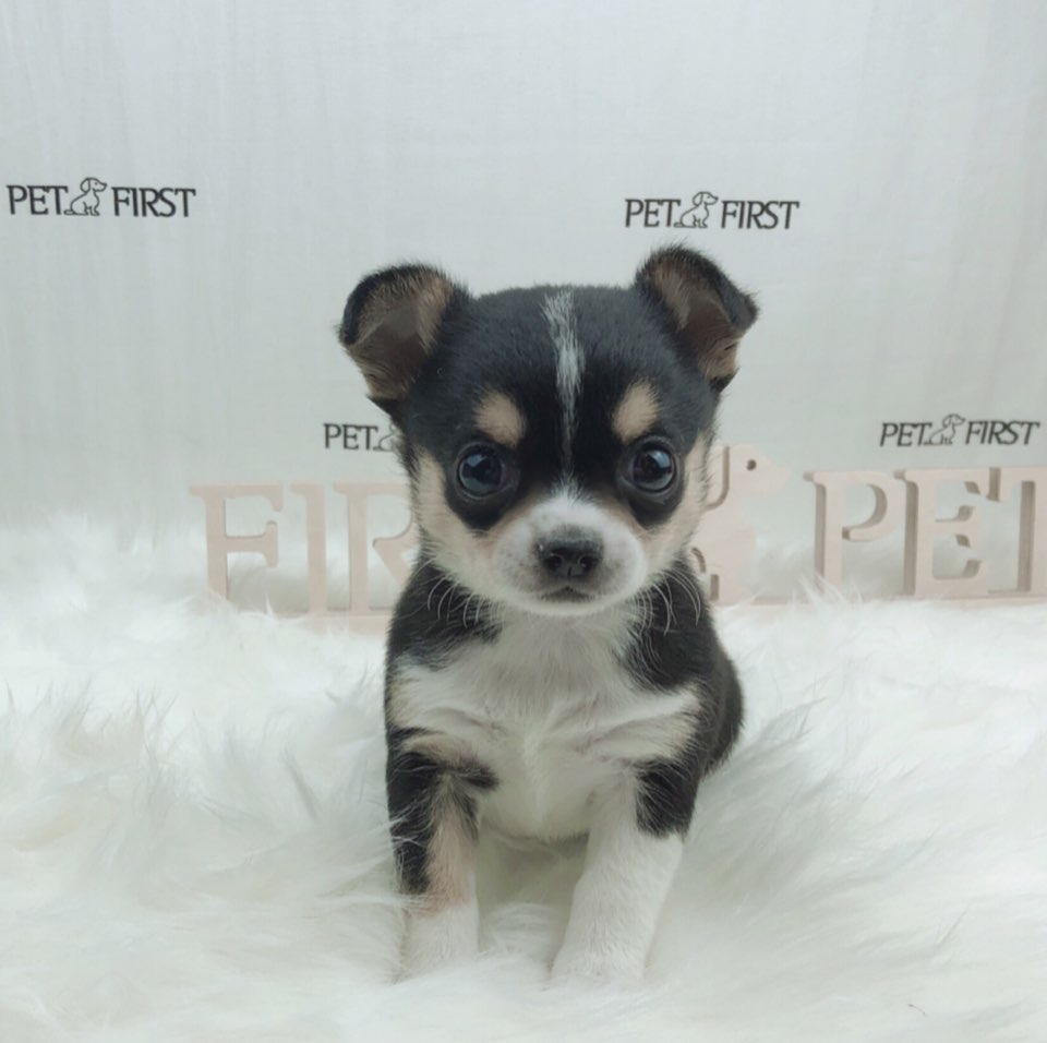 치와와 분양합니다