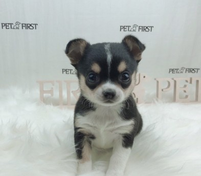 치와와 분양합니다