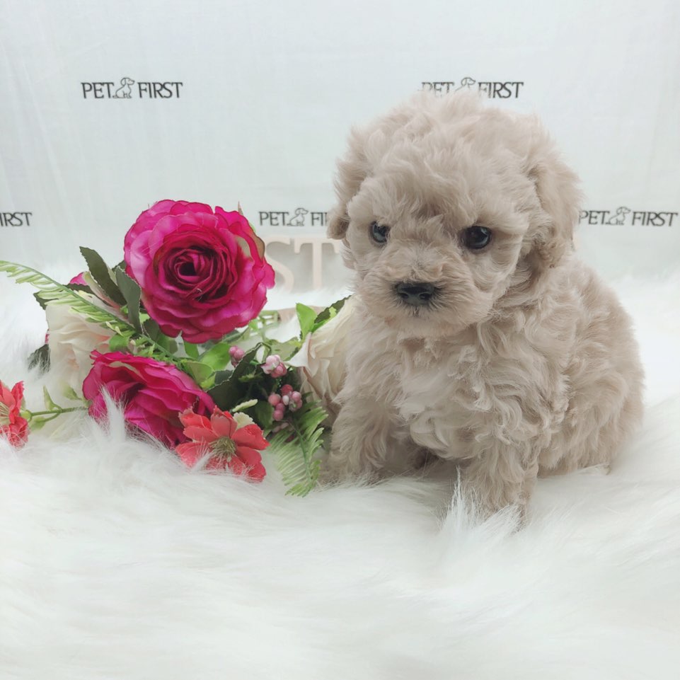 토이푸들 분양합니다