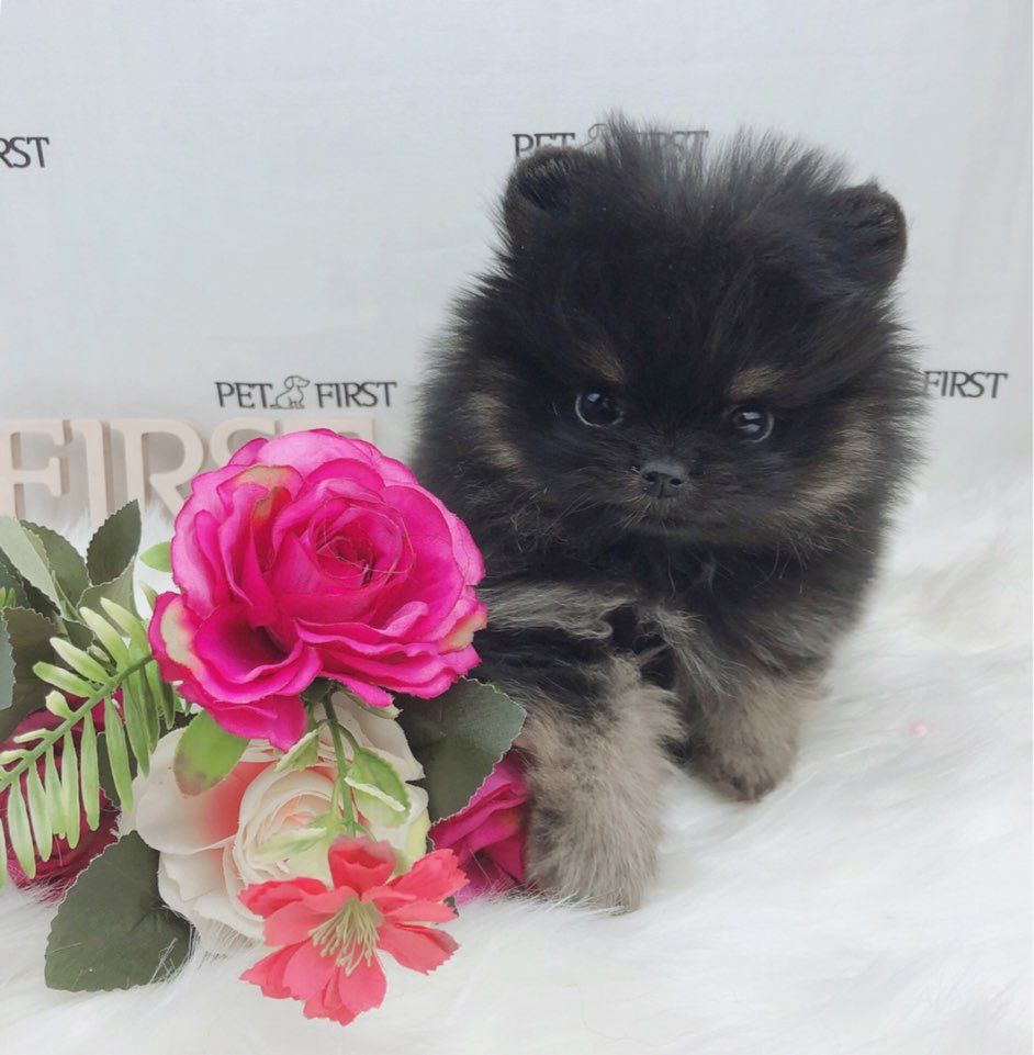 포메라니안 분양합니다