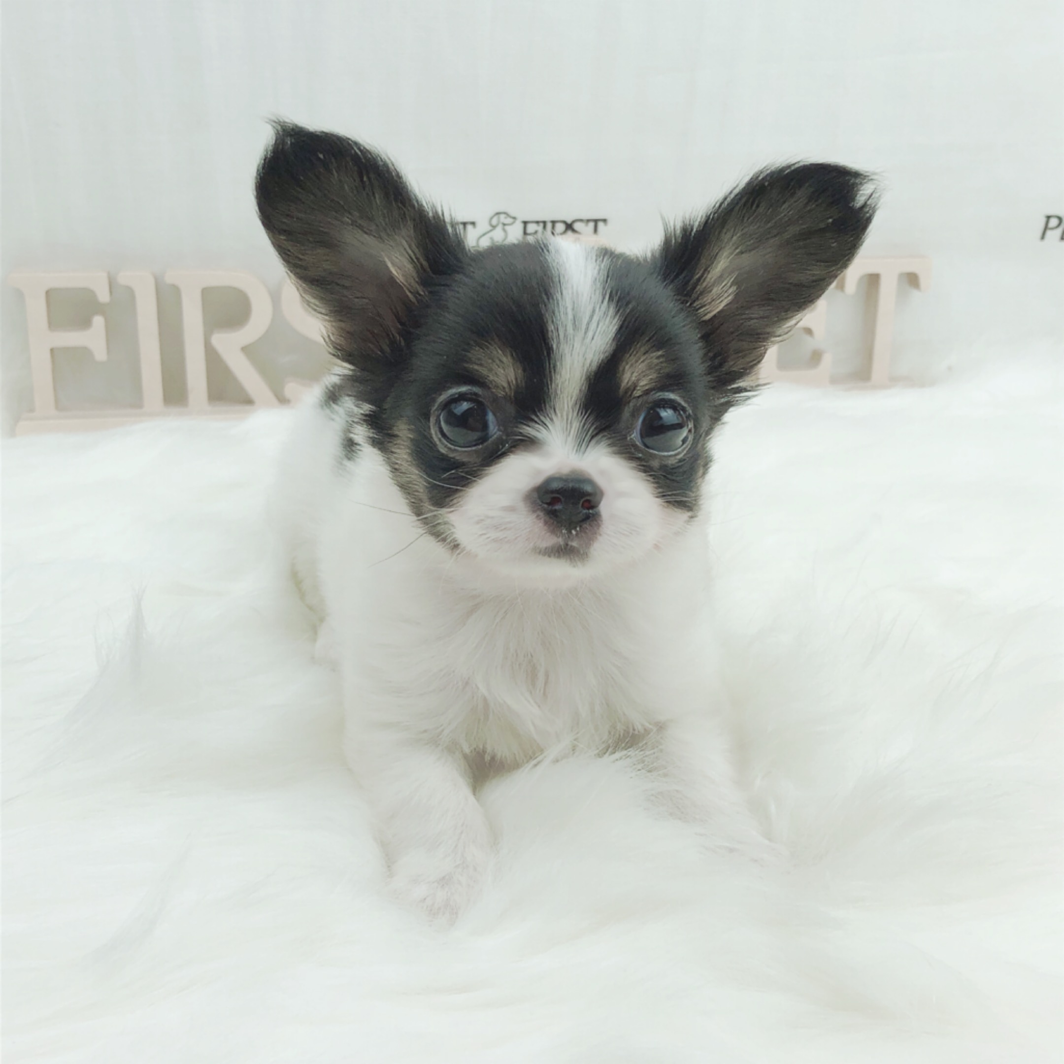 치와와 분양합니다