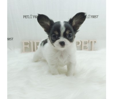 치와와 분양합니다