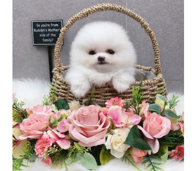 포메라니안 분양합니다