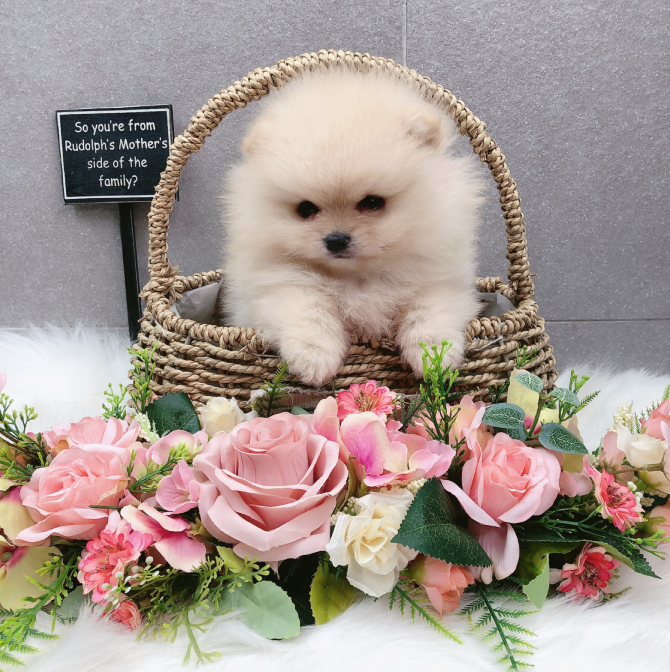 포메라니안 분양합니다