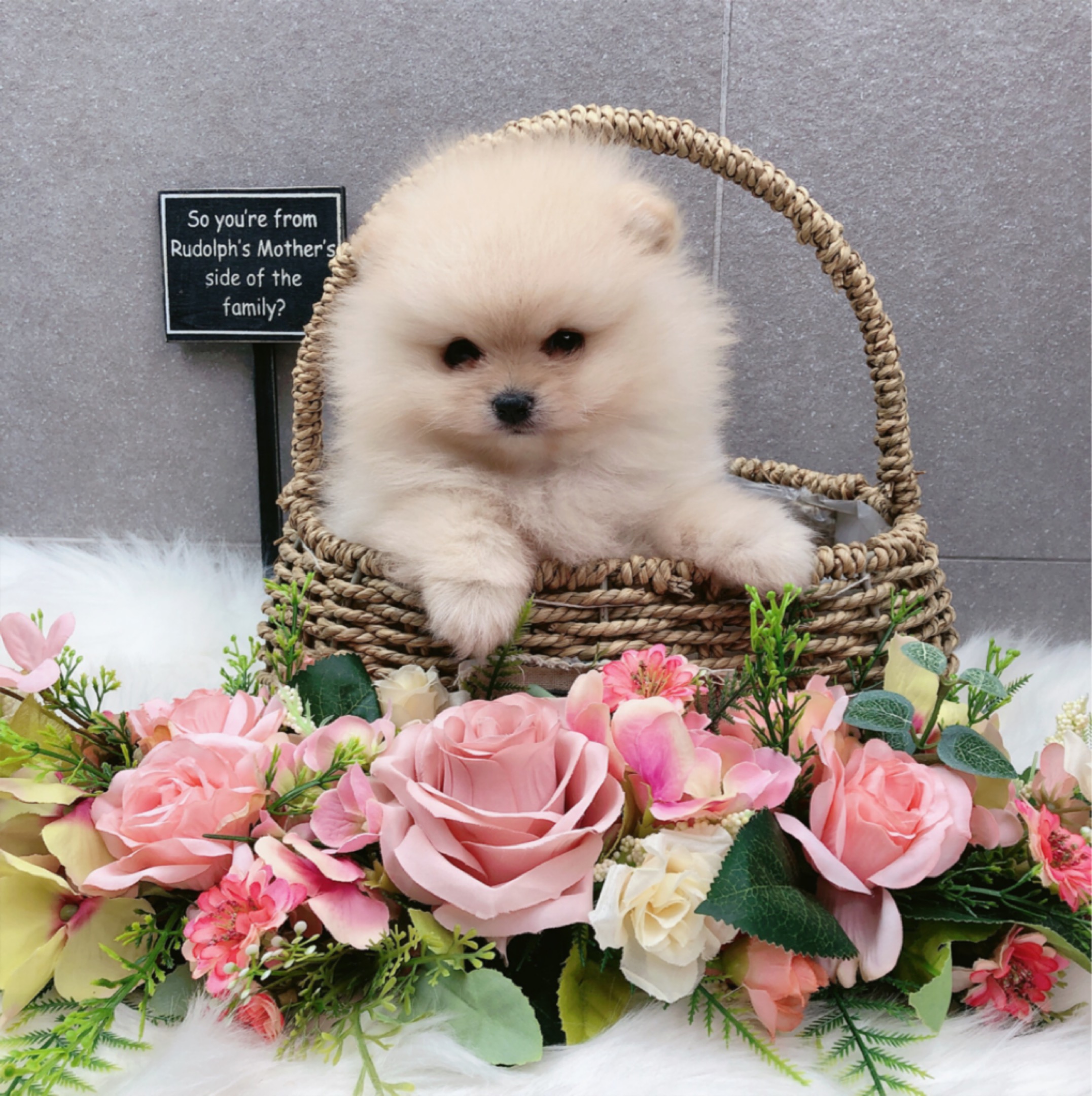 포메라니안 분양합니다