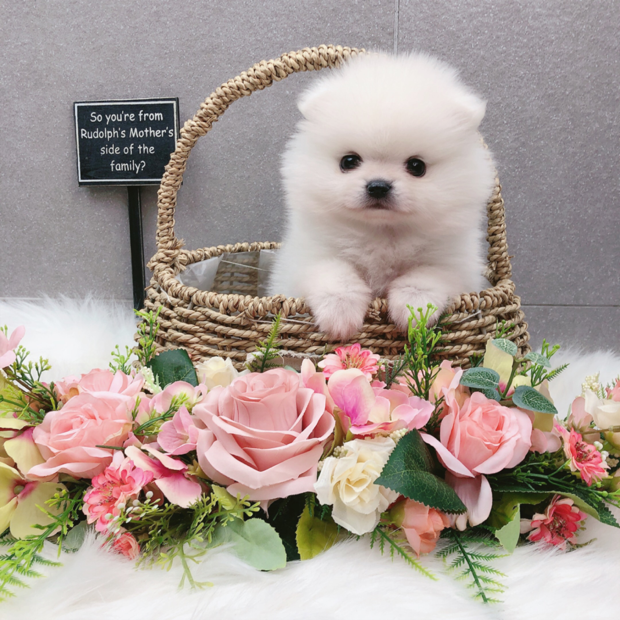 포메라니안 분양합니다