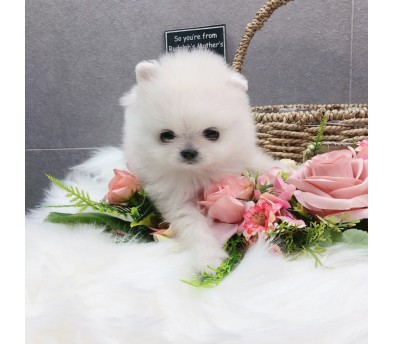 포메라니안 분양합니다