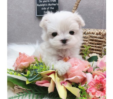 말티즈 분양합니다