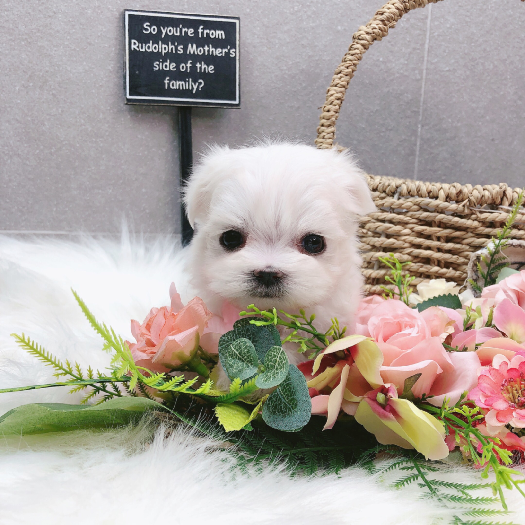 말티즈 분양합니다