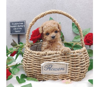 토이푸들 분양합니다