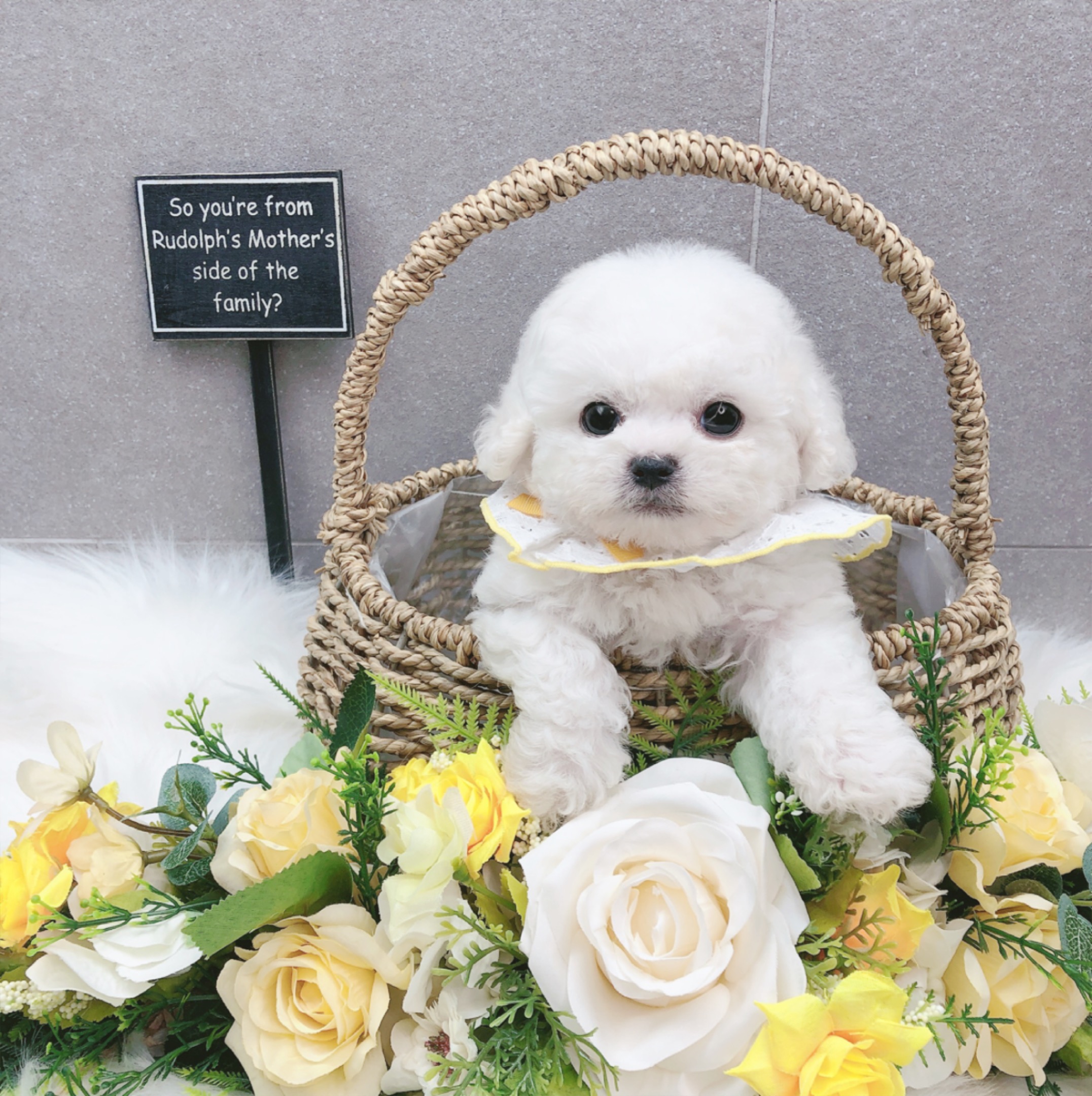 미니비숑 분양합니다