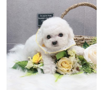 미니비숑 분양합니다