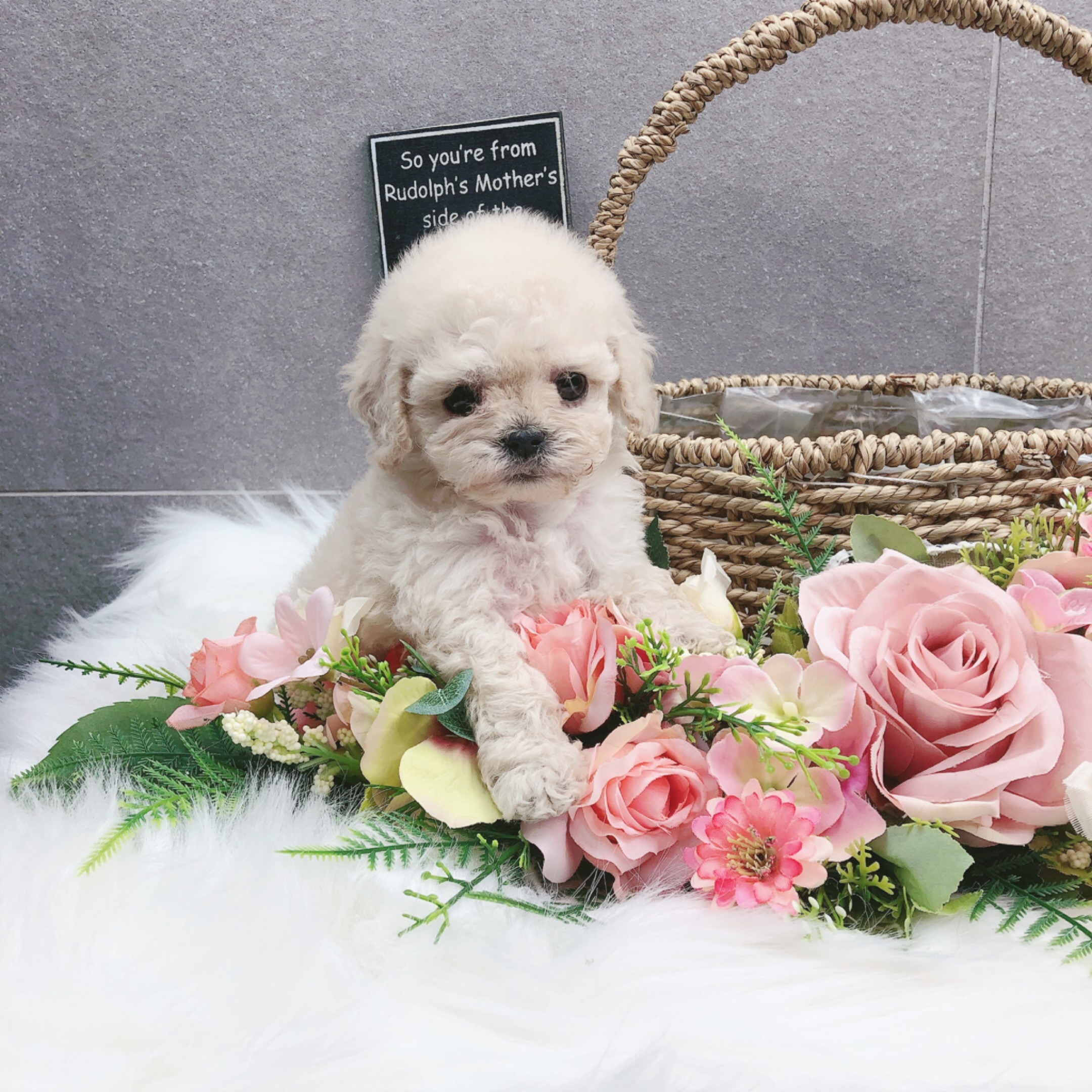 토이푸들 분양합니다