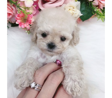 토이푸들 분양합니다