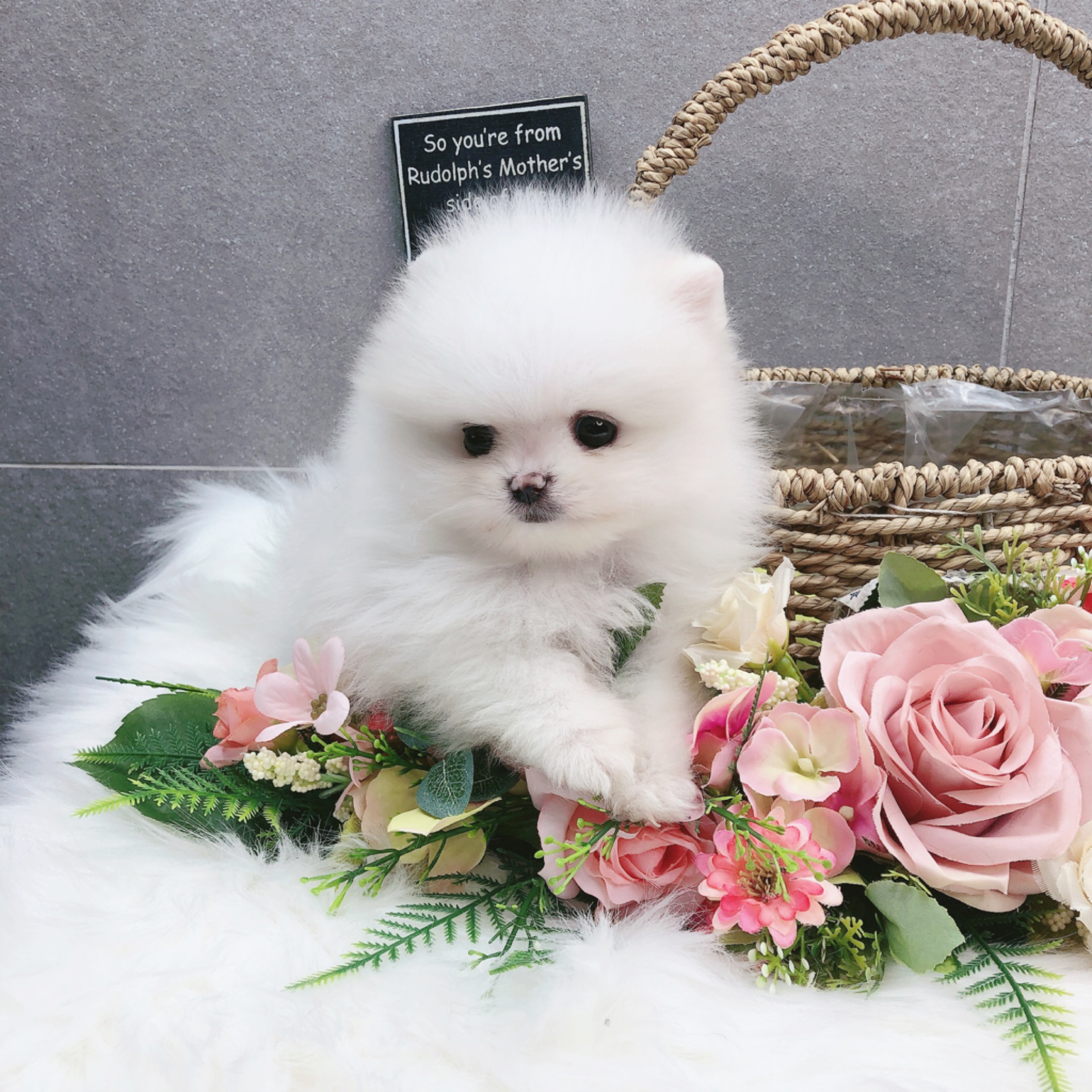 포메라니안 분양합니다