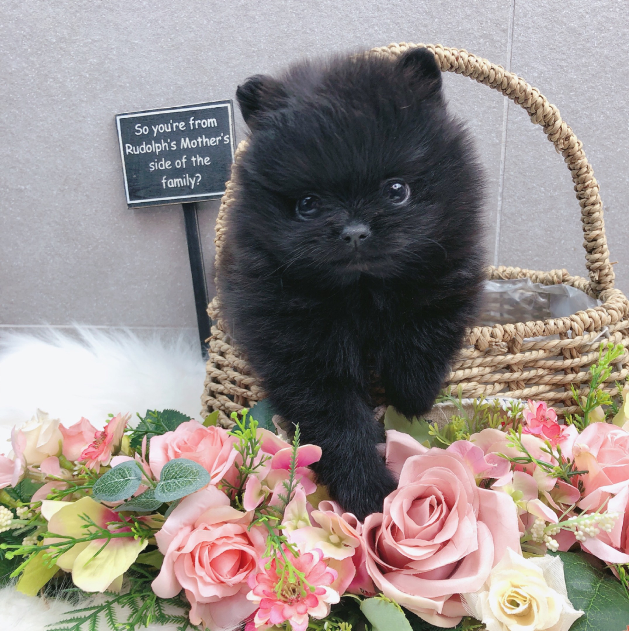 포메라니안 분양합니다