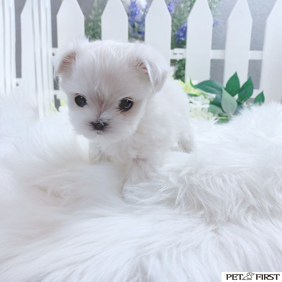 말티즈 분양합니다