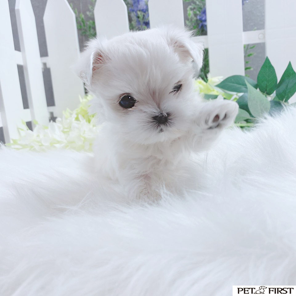 말티즈 분양합니다