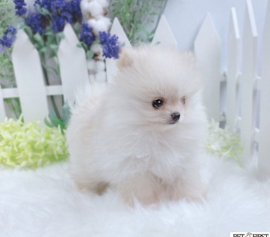 포메라니안 분양합니다