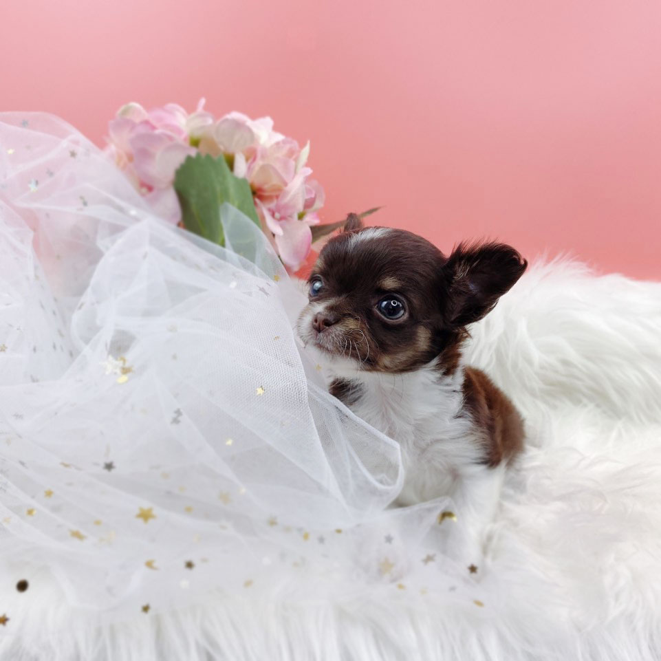 치와와 분양합니다