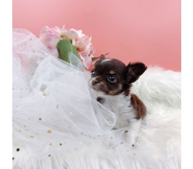 치와와 분양합니다