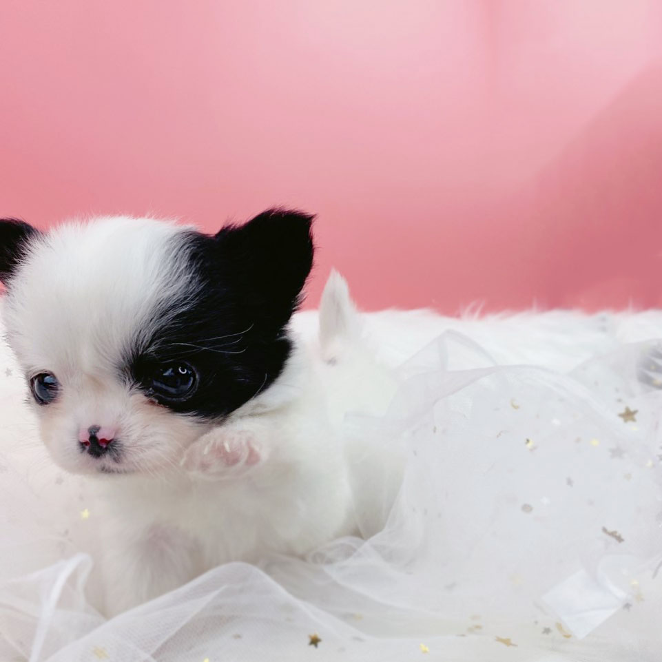 치와와 분양합니다