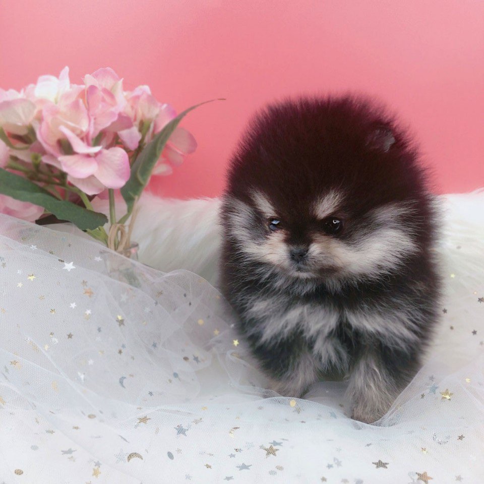 포메라니안 분양합니다