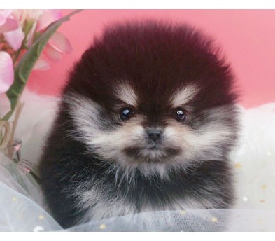 포메라니안 분양합니다