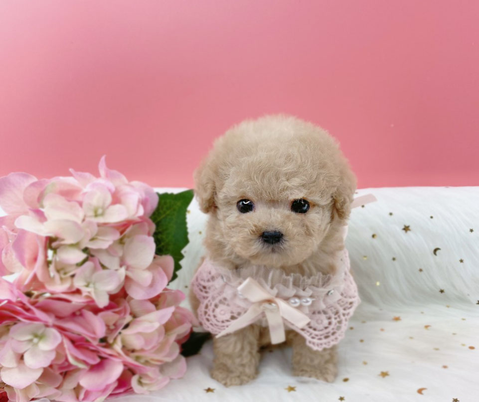 토이푸들 분양합니다